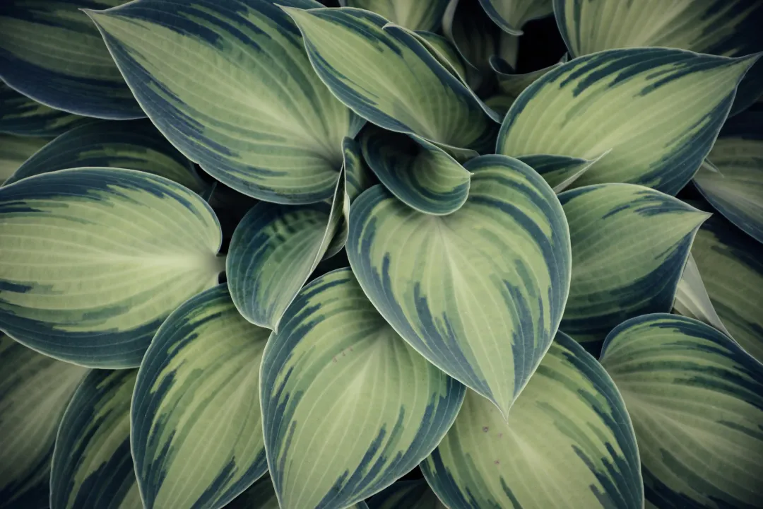 photo d'une plante verte