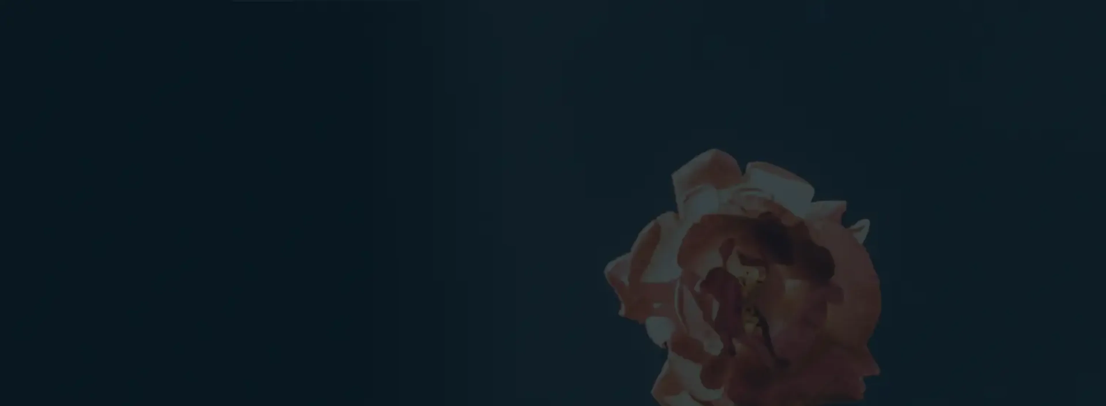 Fond bleu nuit avec une rose